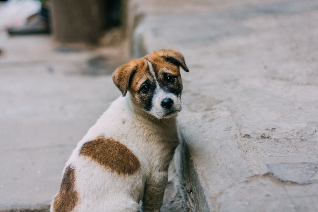 What To Do When You Find a Stray Dog